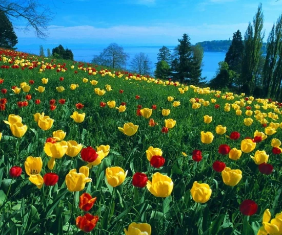 Valley of Flowers