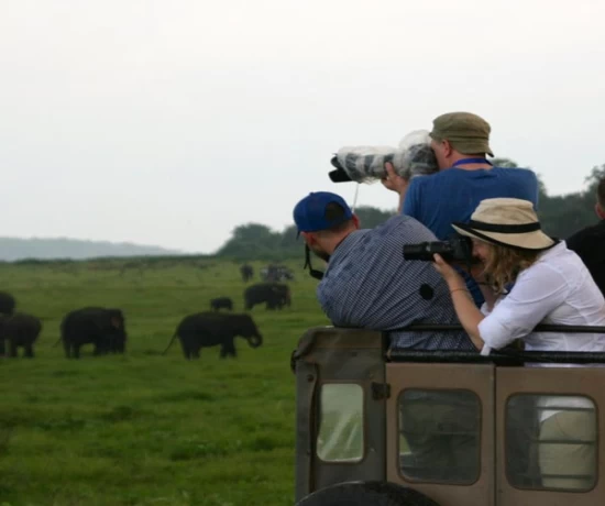 Elephant Safari