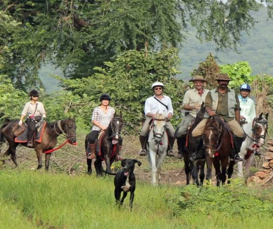 Horse Safari